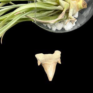 Otodus Shark Tooth Preserved Fossil Marine Biologist Collectible 1.5 inches